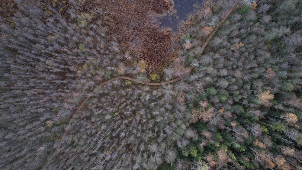 an aerial view of trees in a forest