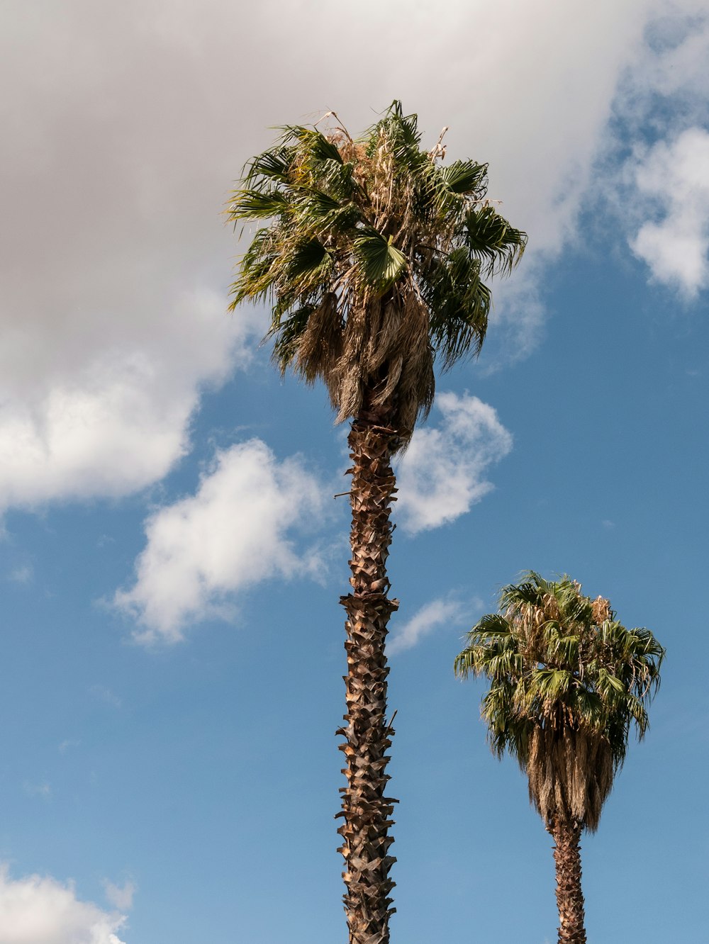 a couple of palm trees standing next to each other