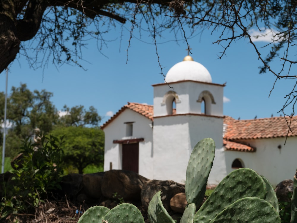 a cactus in front of a white church
