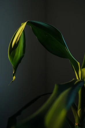 Elegant green leaves captured in soft natural light on a fine art print.