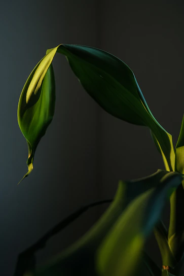 Elegant green leaves captured in a minimalist fine art print with natural light highlighting texture