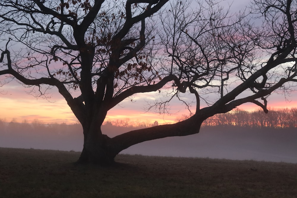 a tree in the middle of a field at sunset