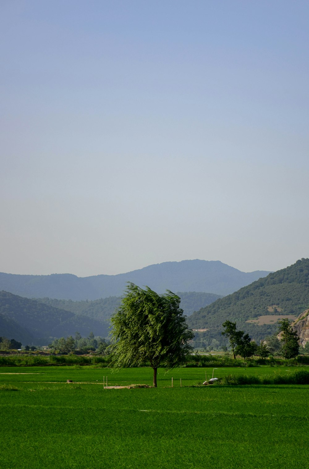 a lone tree in a green field with mountains in the background