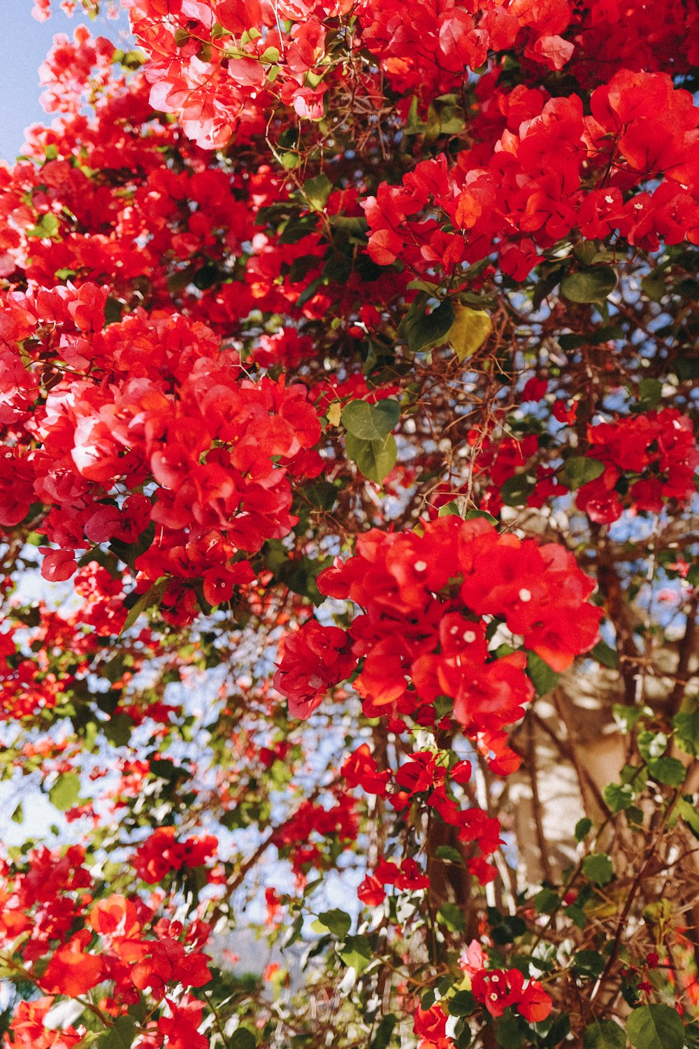 붉은 꽃과 녹색 잎이있는 나무