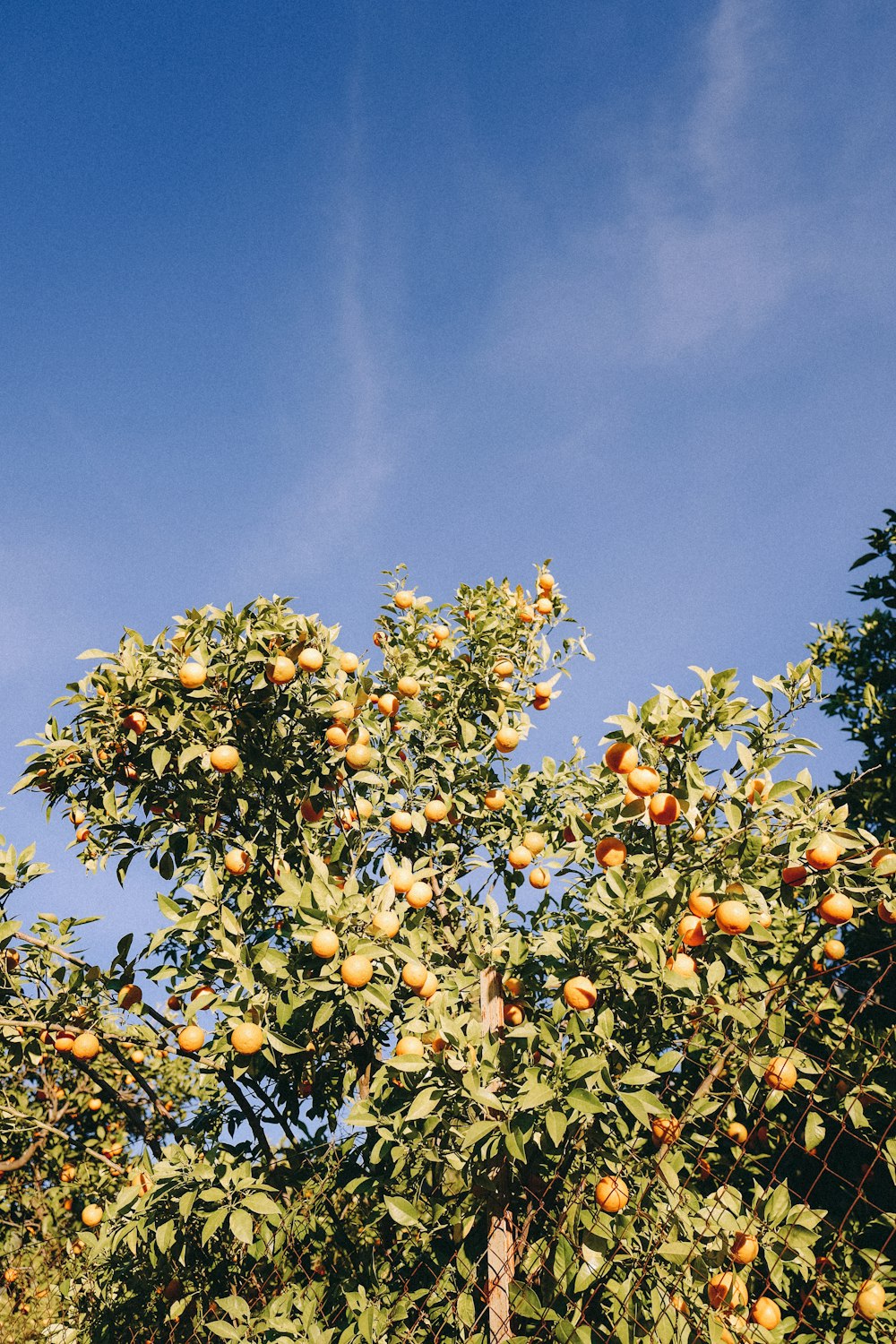 푸른 하늘 아래 오렌지가 가득한 나무