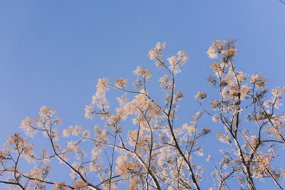 a clear blue sky is seen through the branches of a tree