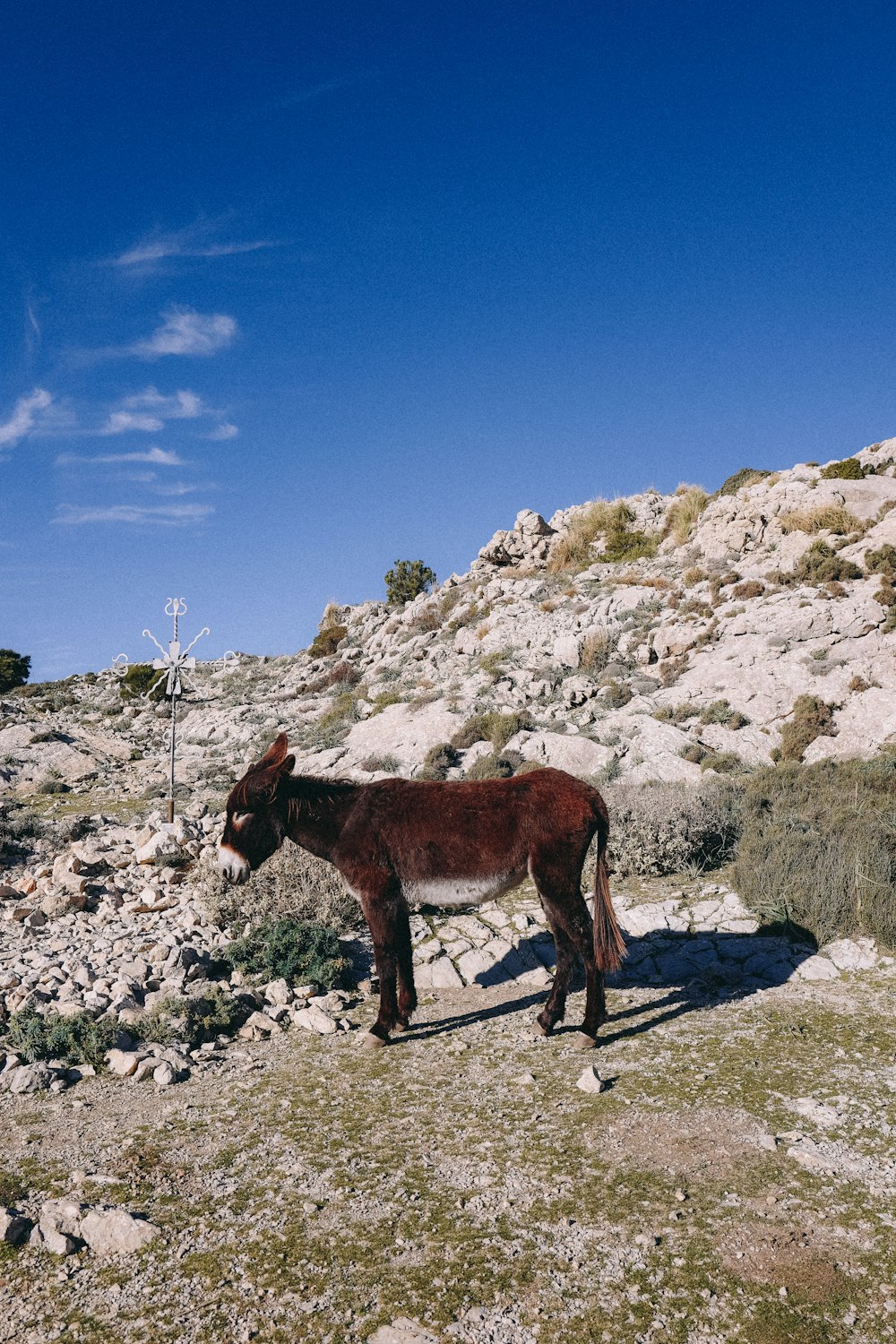 a donkey is standing on a rocky hill