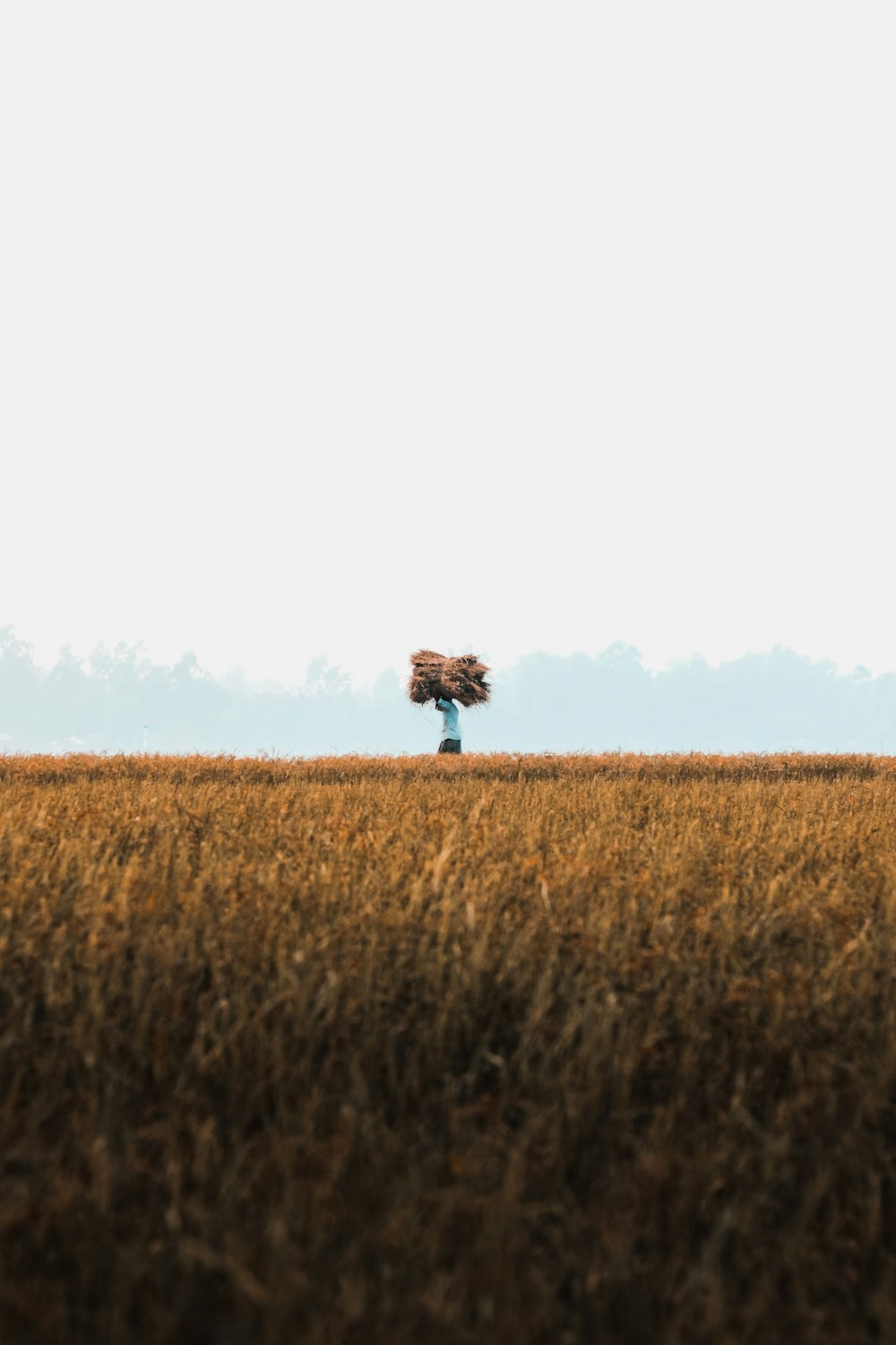 a lone tree in a field of tall grass