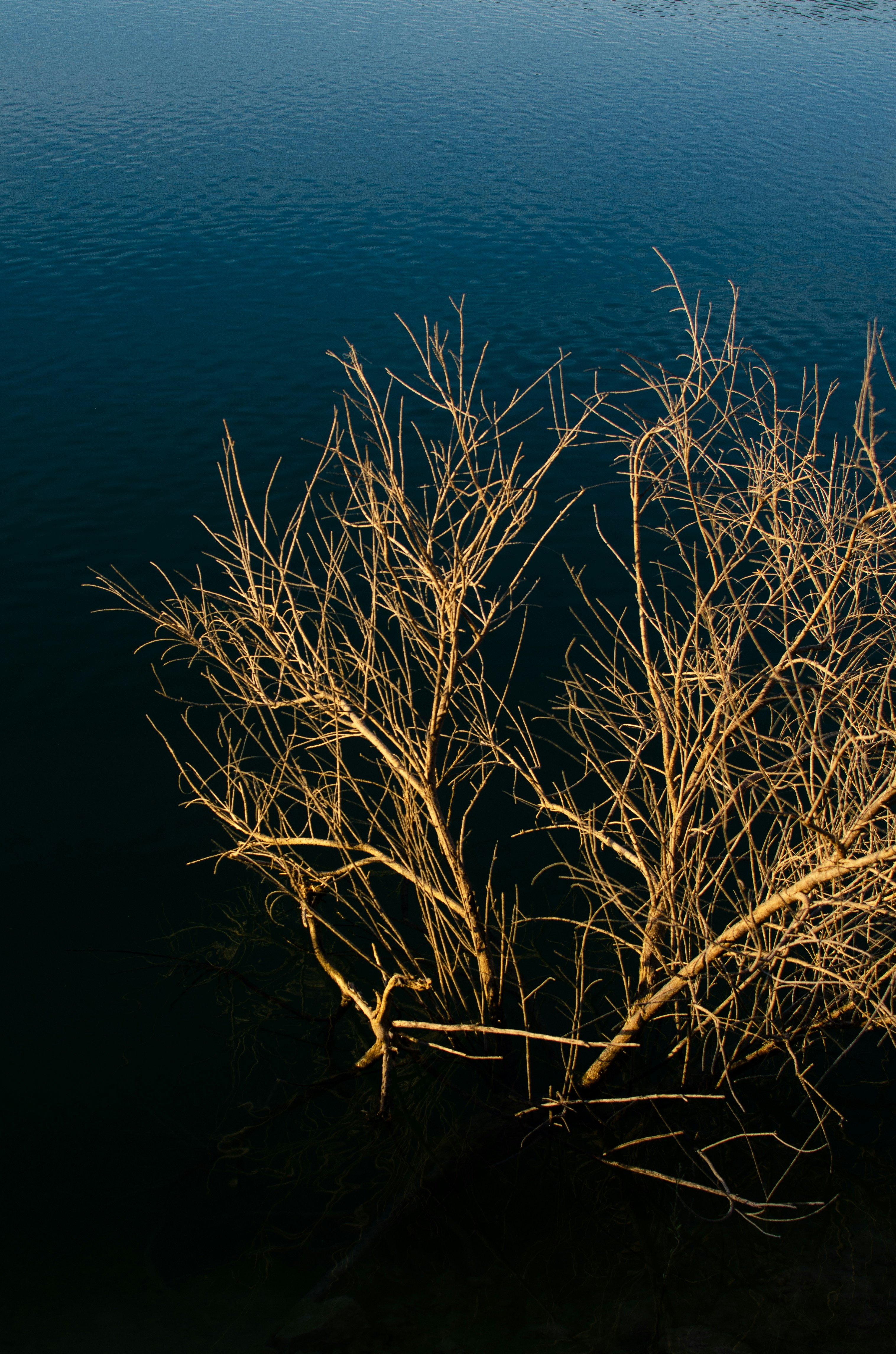 a dead tree in front of a body of water