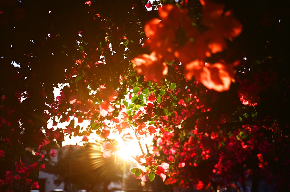 the sun shining through the leaves of a tree