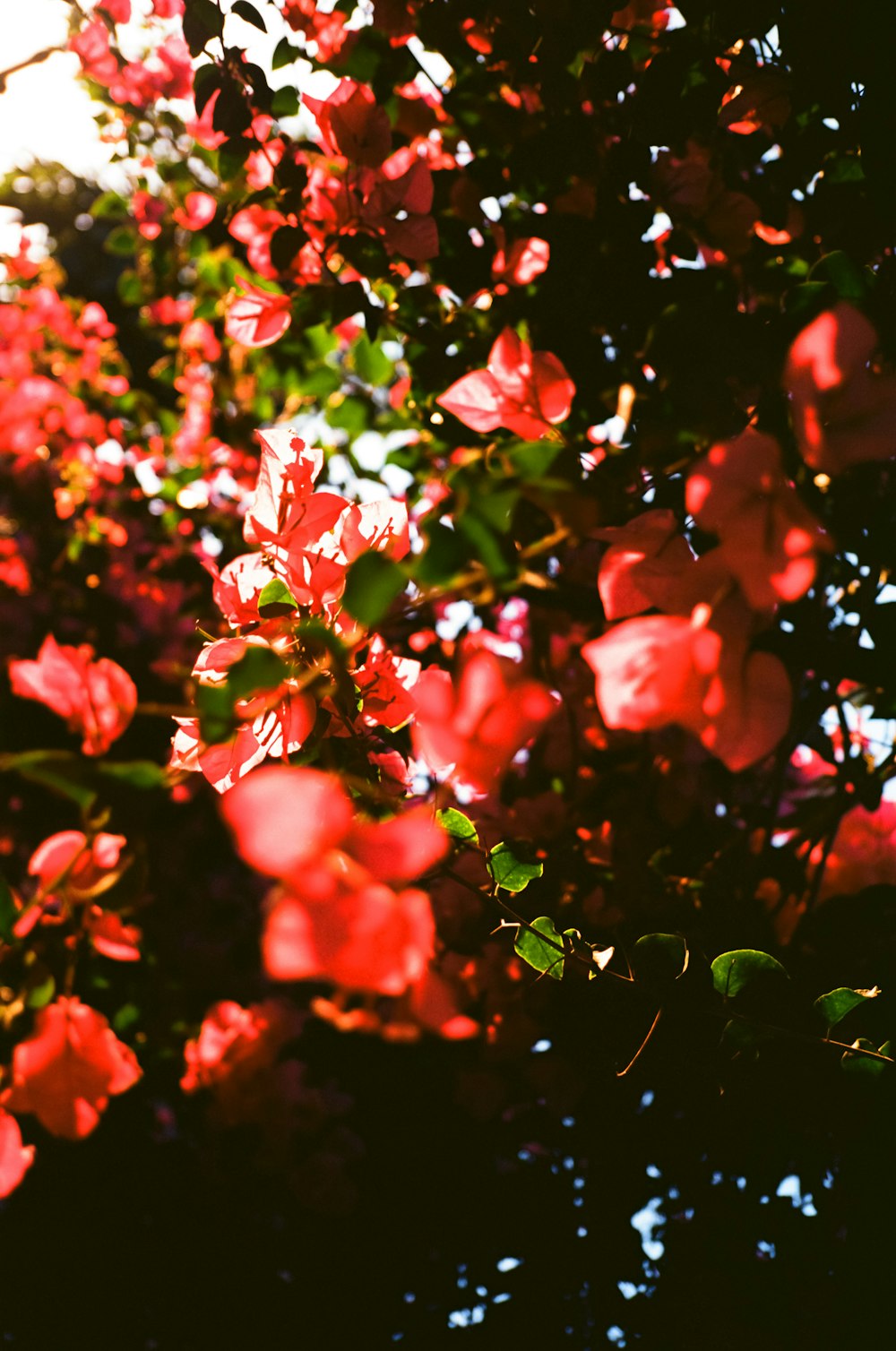 a bunch of red flowers that are on a tree