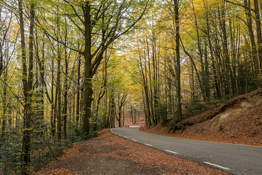 a winding road in the middle of a forest