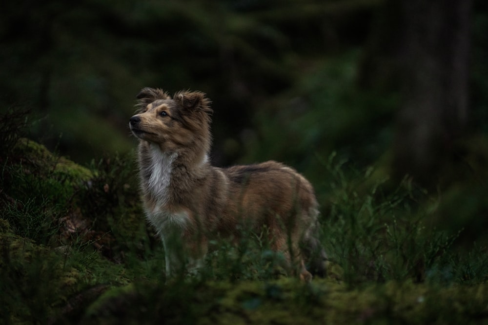 a brown and white dog standing in a forest