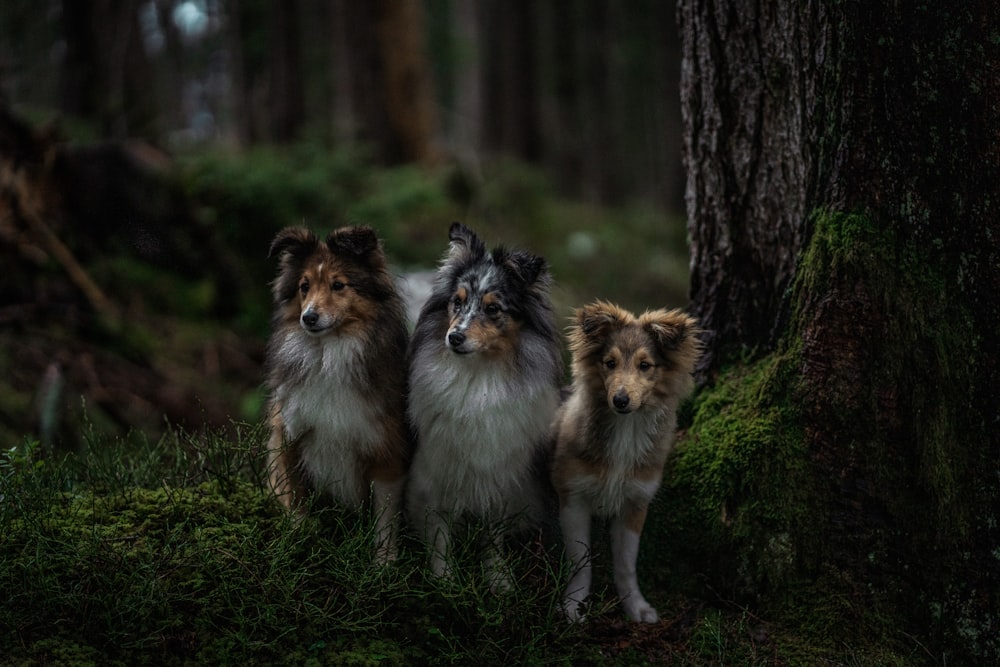 three shetland sheepdogs standing in a forest