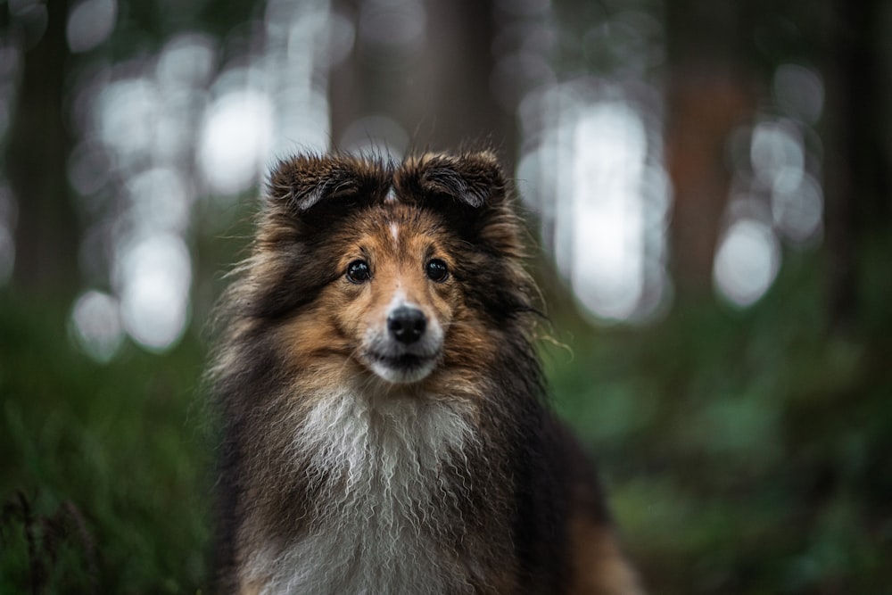 a brown and white dog standing in a forest