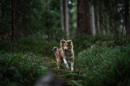 a brown and white dog walking through a forest
