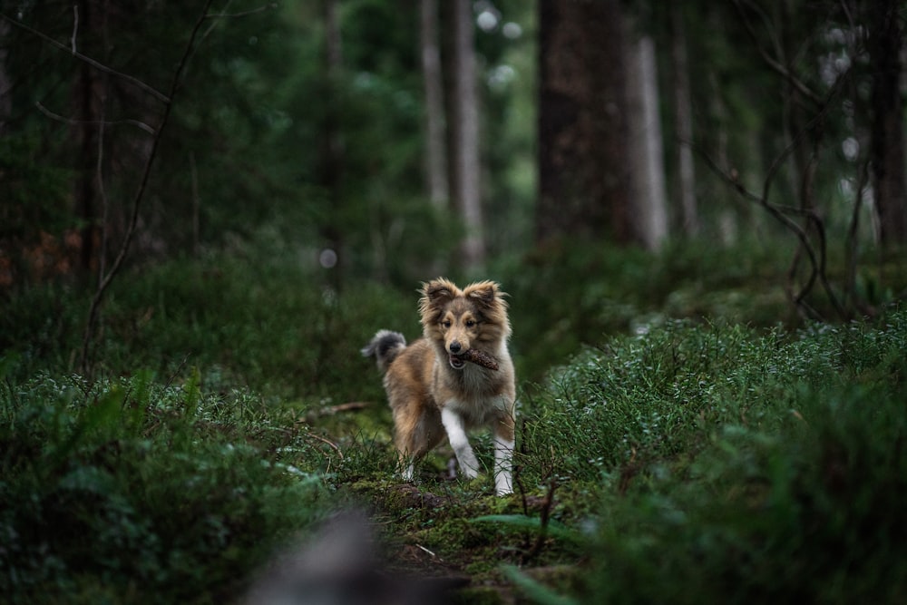 a brown and white dog walking through a forest