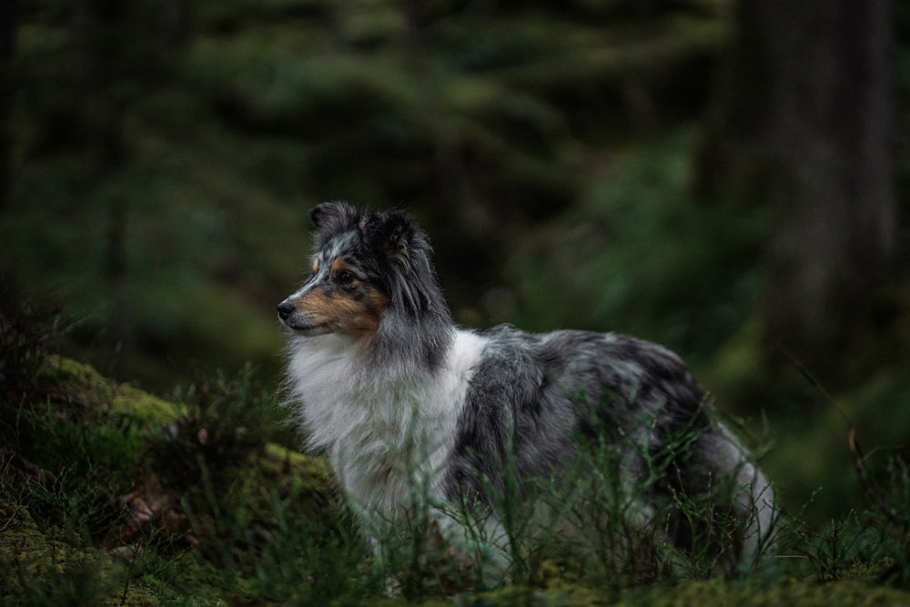 a dog is standing in the grass near some trees