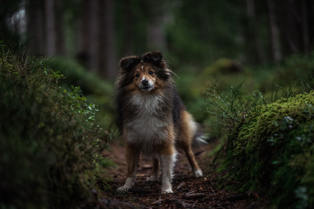 a dog standing in the middle of a forest