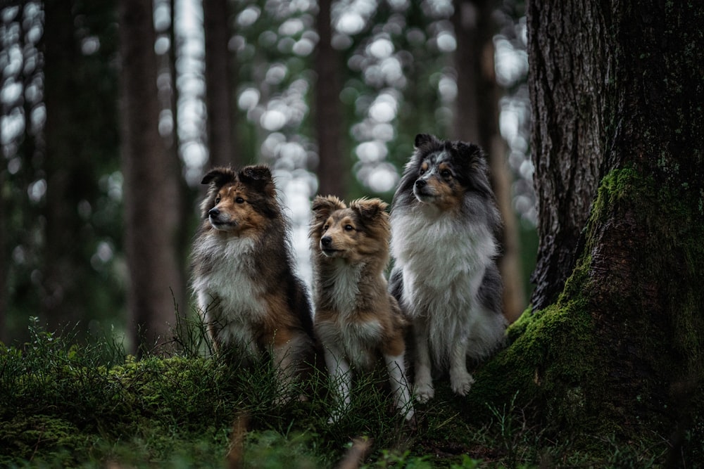 a group of three dogs standing next to a tree