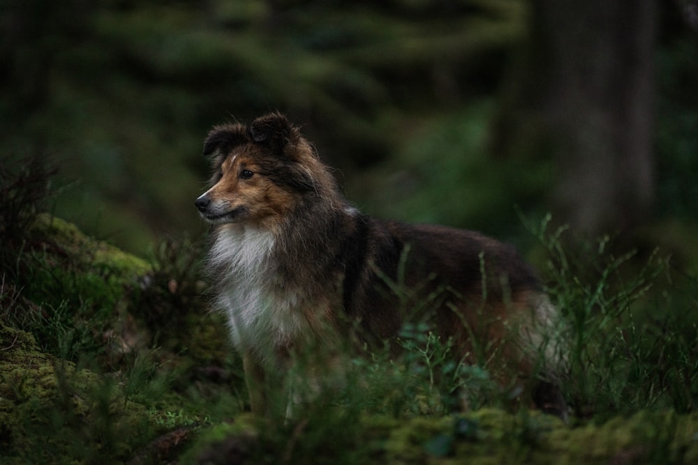 a dog standing in the middle of a forest