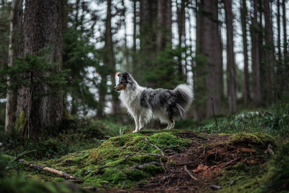 a dog standing on a moss covered hill in the woods