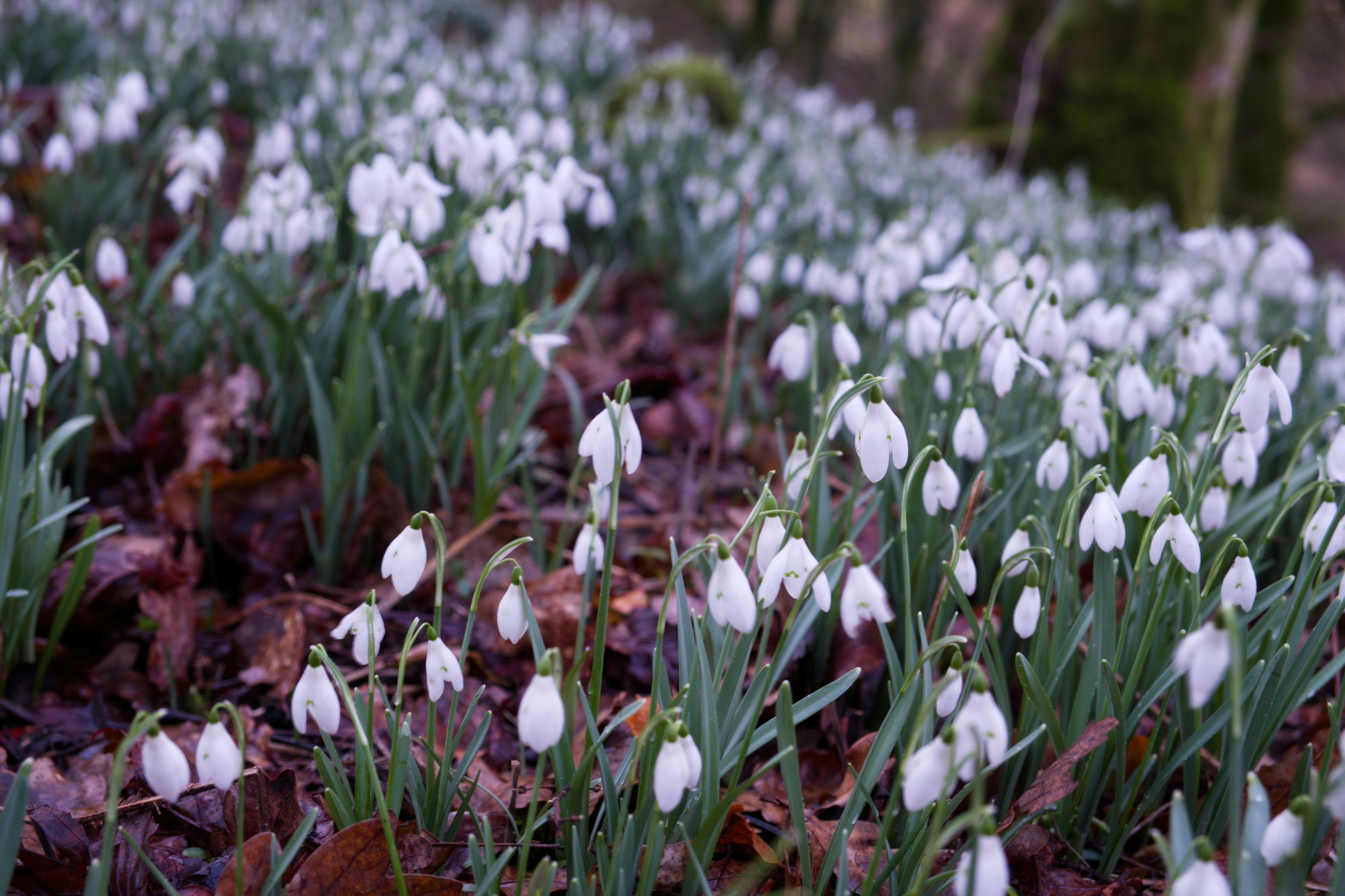 a bunch of white flowers that are in the grass