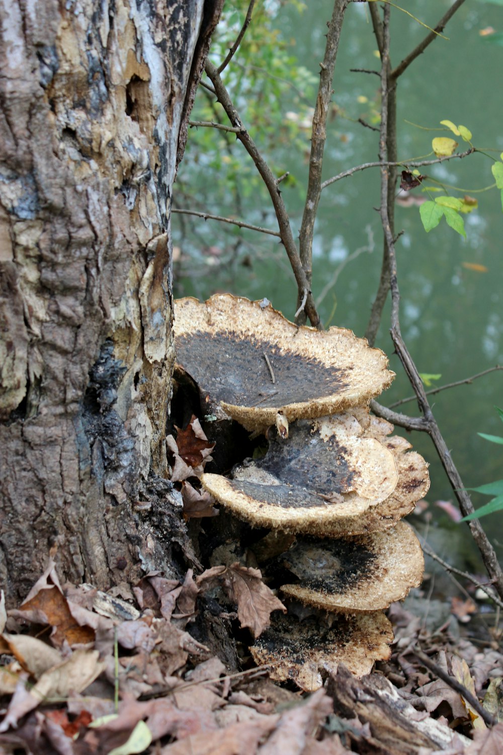 a group of mushrooms growing on the side of a tree