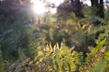 A peaceful nature scene with soft sunlight filtering through trees.