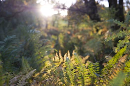 A peaceful outdoor scene with soft sunlight filtering through trees.
