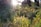 A peaceful nature scene with soft sunlight filtering through trees.
