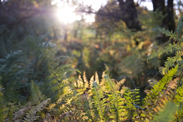 A serene forest scene with sunlight filtering through the trees.