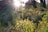 A peaceful nature scene with soft sunlight filtering through trees.