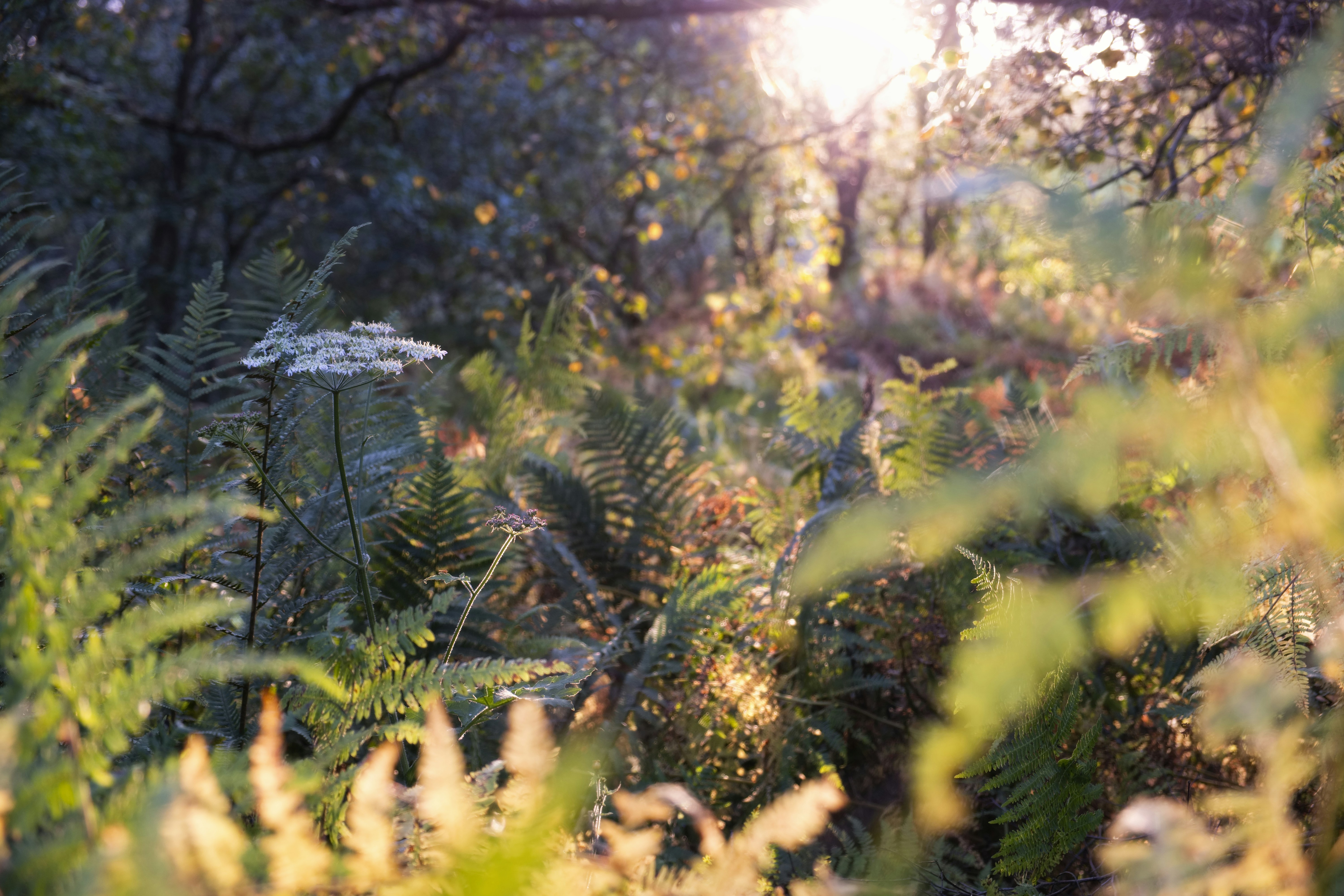 the sun shines through the trees and plants