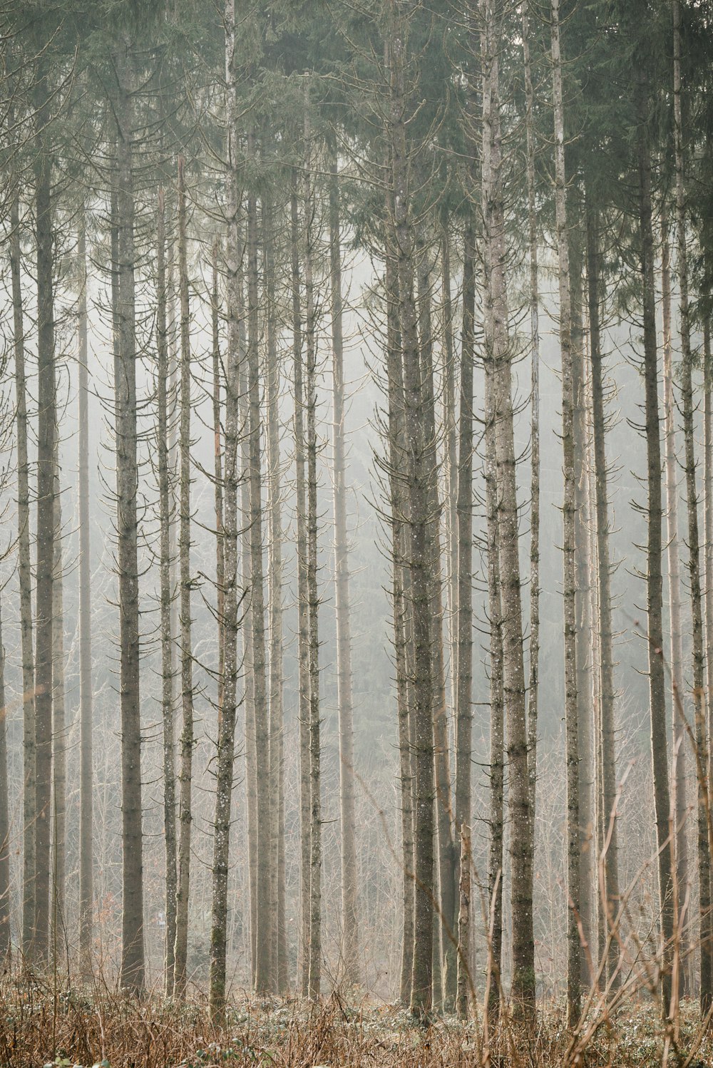 a forest filled with lots of tall trees