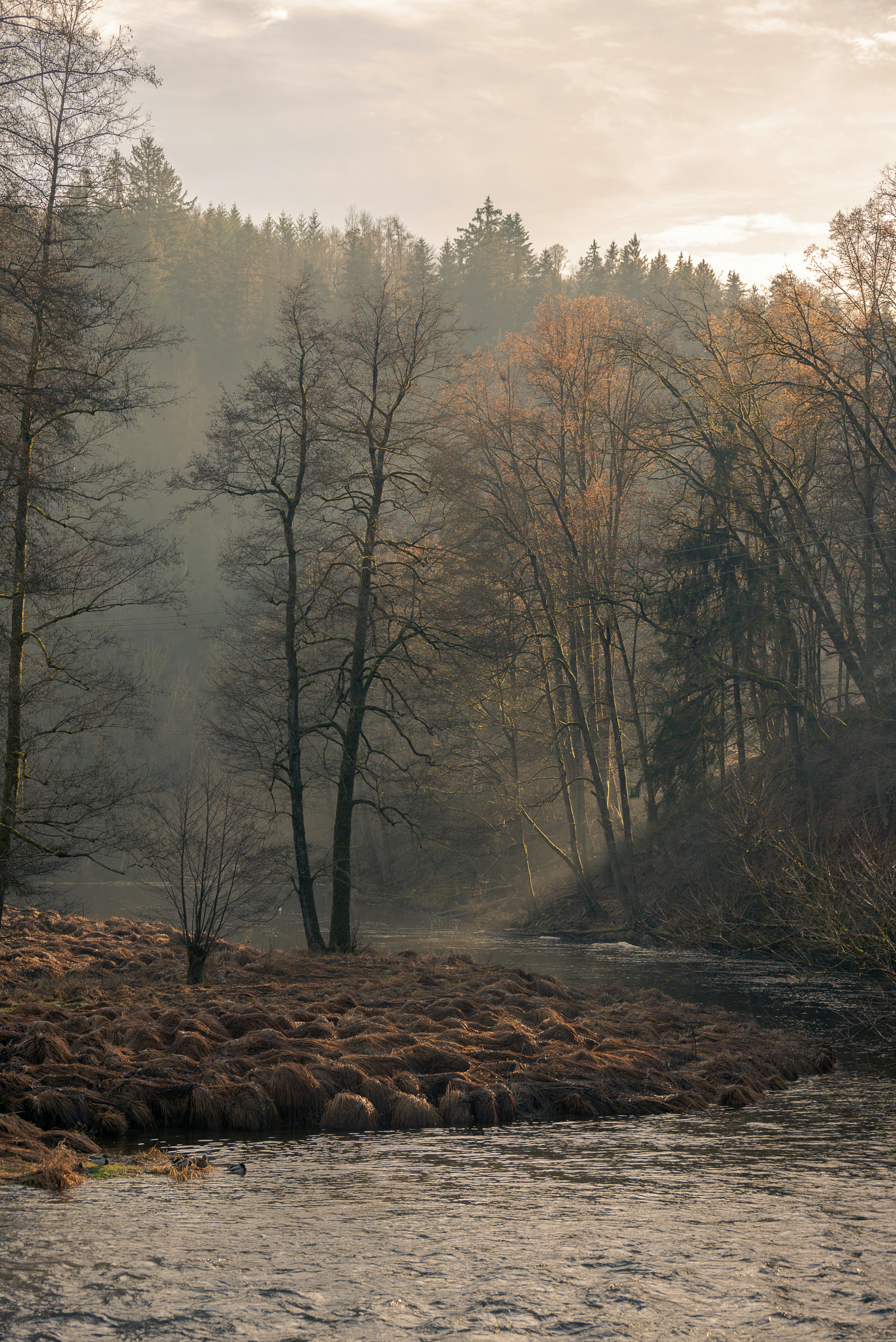 A river running through a forest filled with trees photo – Free Winter ...