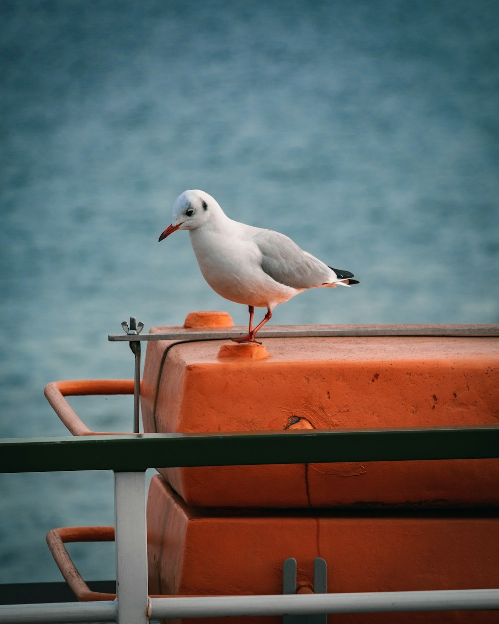 uma gaivota sentada em cima de um barco laranja