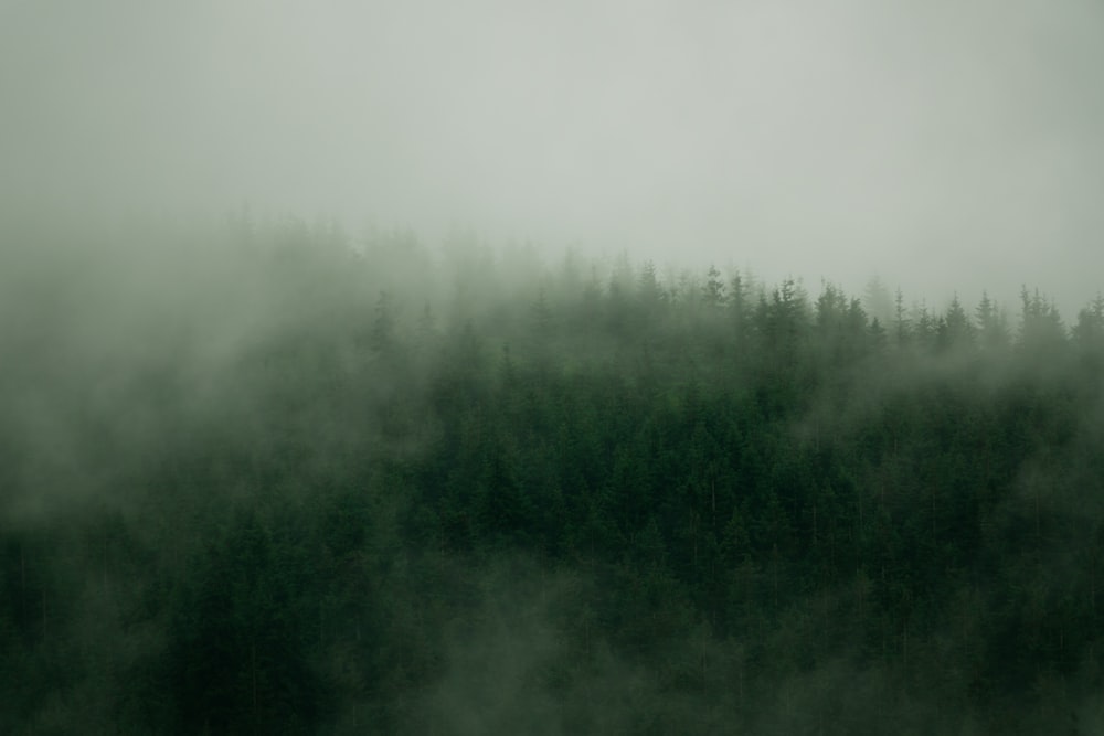 a foggy forest with trees on a hill