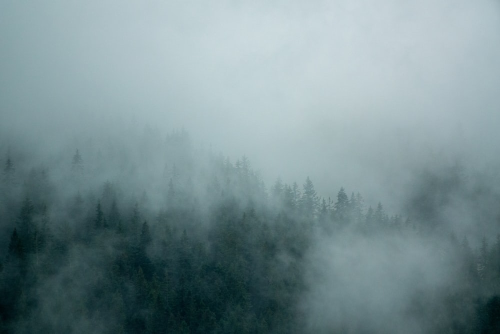 a forest covered in fog with trees in the background