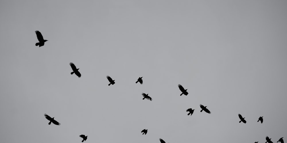 Ein Vogelschwarm fliegt durch einen bewölkten Himmel