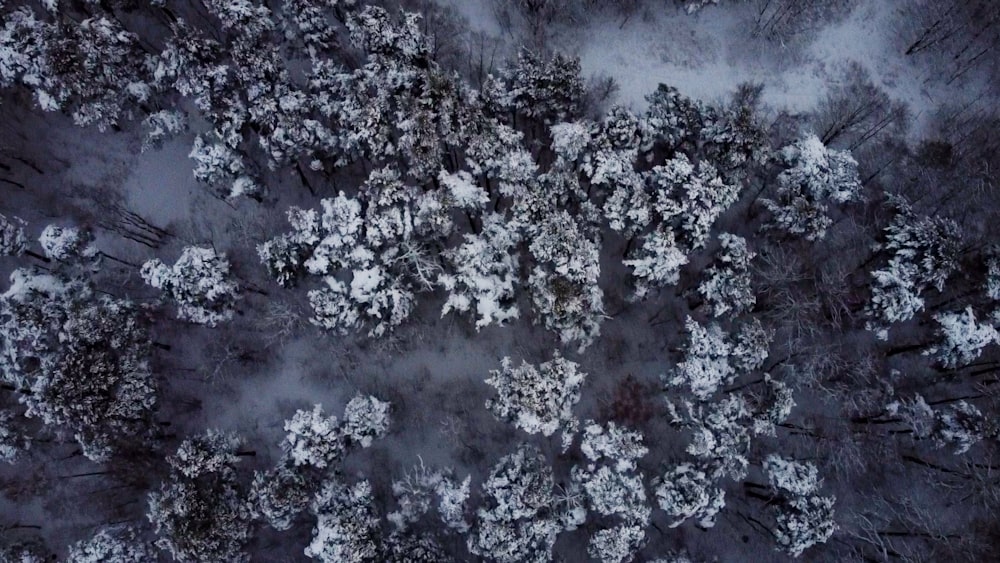 an aerial view of a snow covered forest