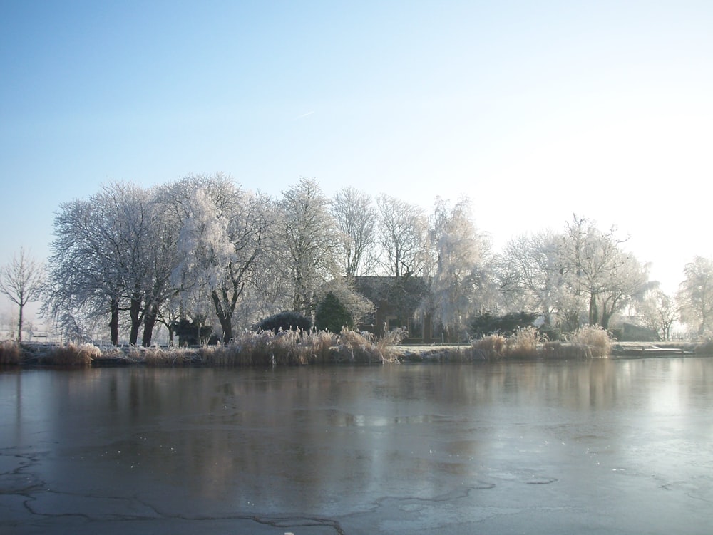 a body of water surrounded by trees and ice