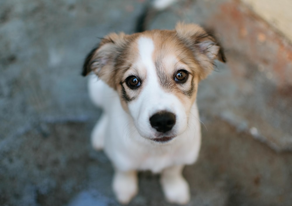 a brown and white dog sitting on top of a cement floor