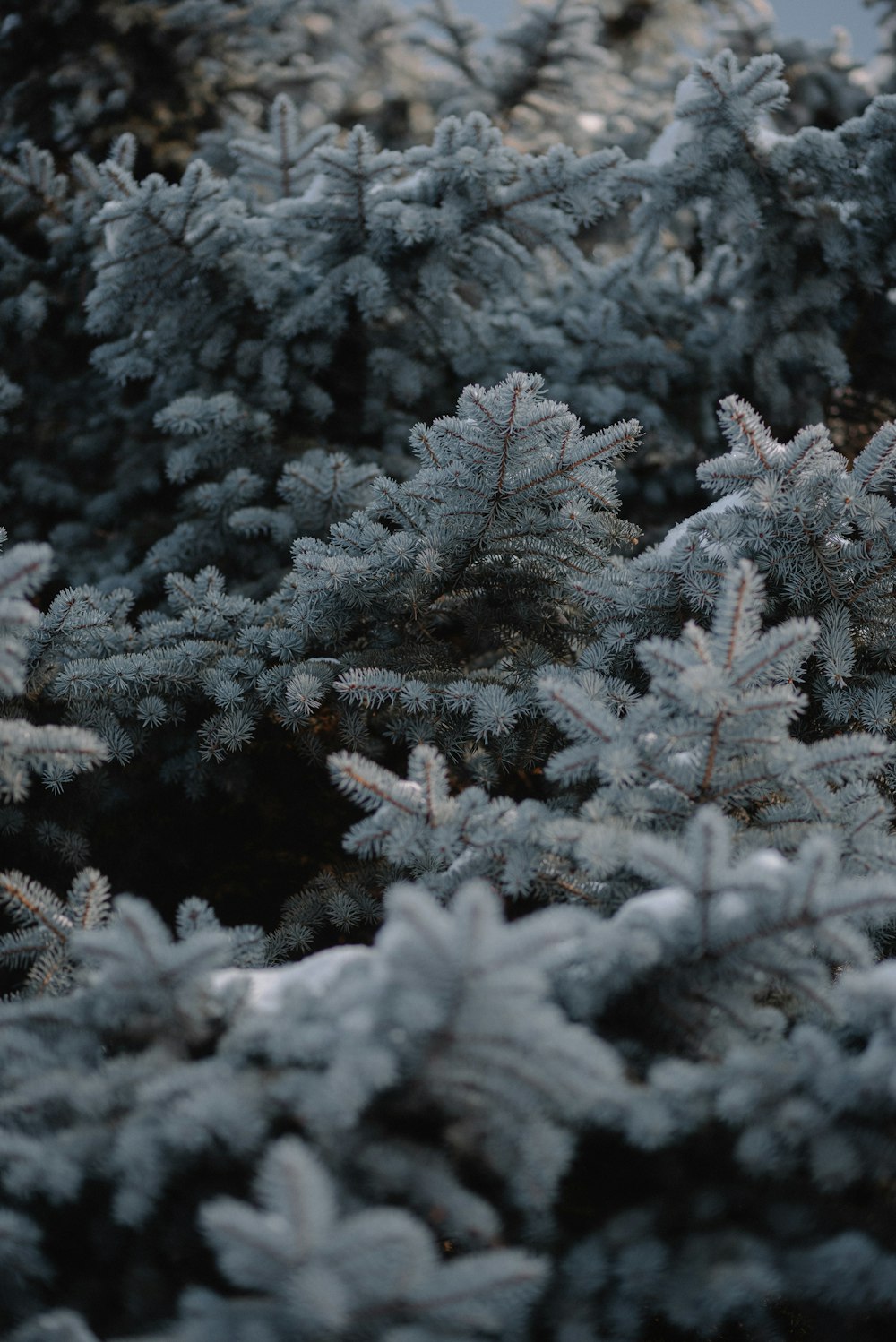 a close up of a bunch of pine trees