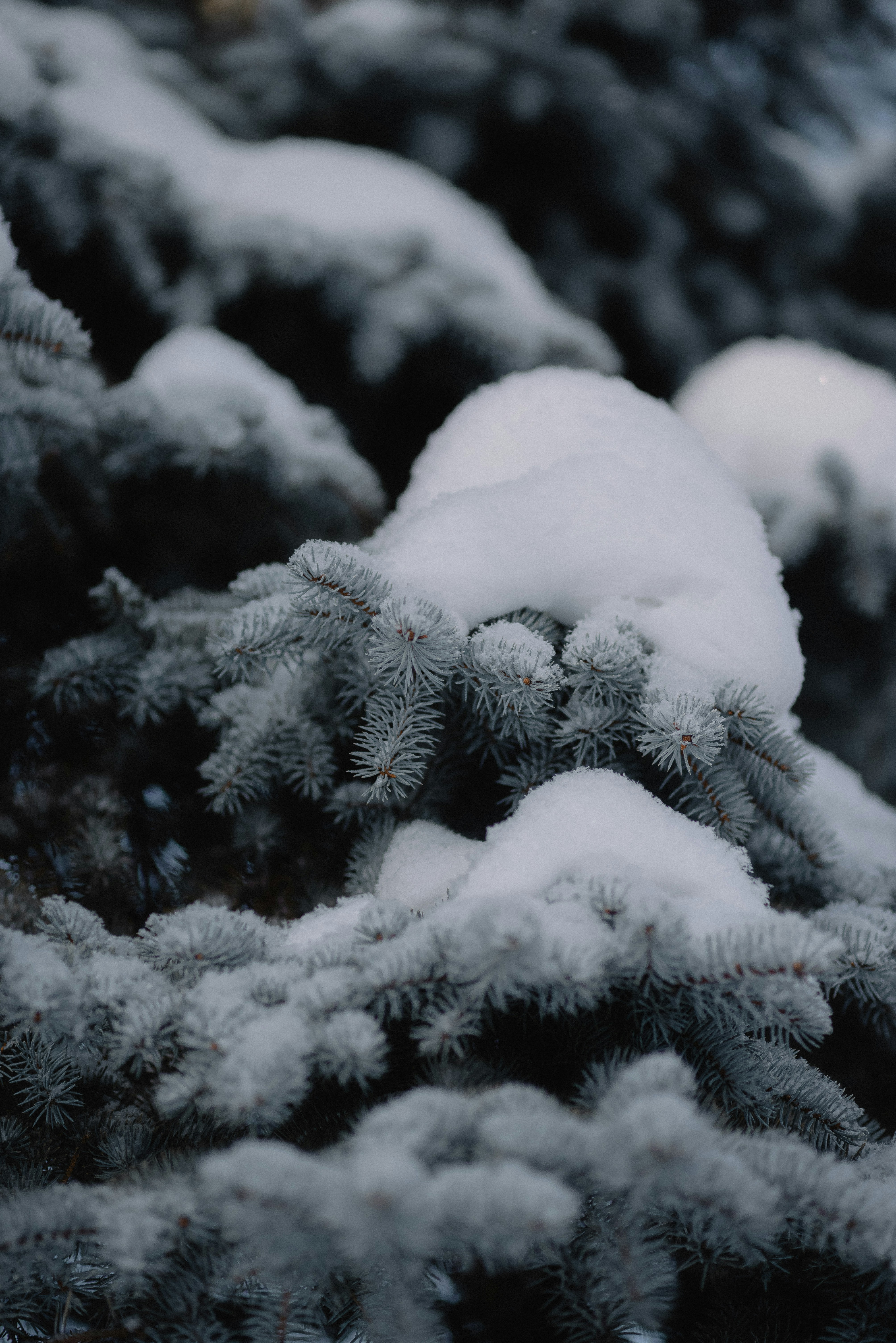 A close up of a pine tree covered in snow photo – Free Aesthetic Image on  Unsplash, image size:3000x4494