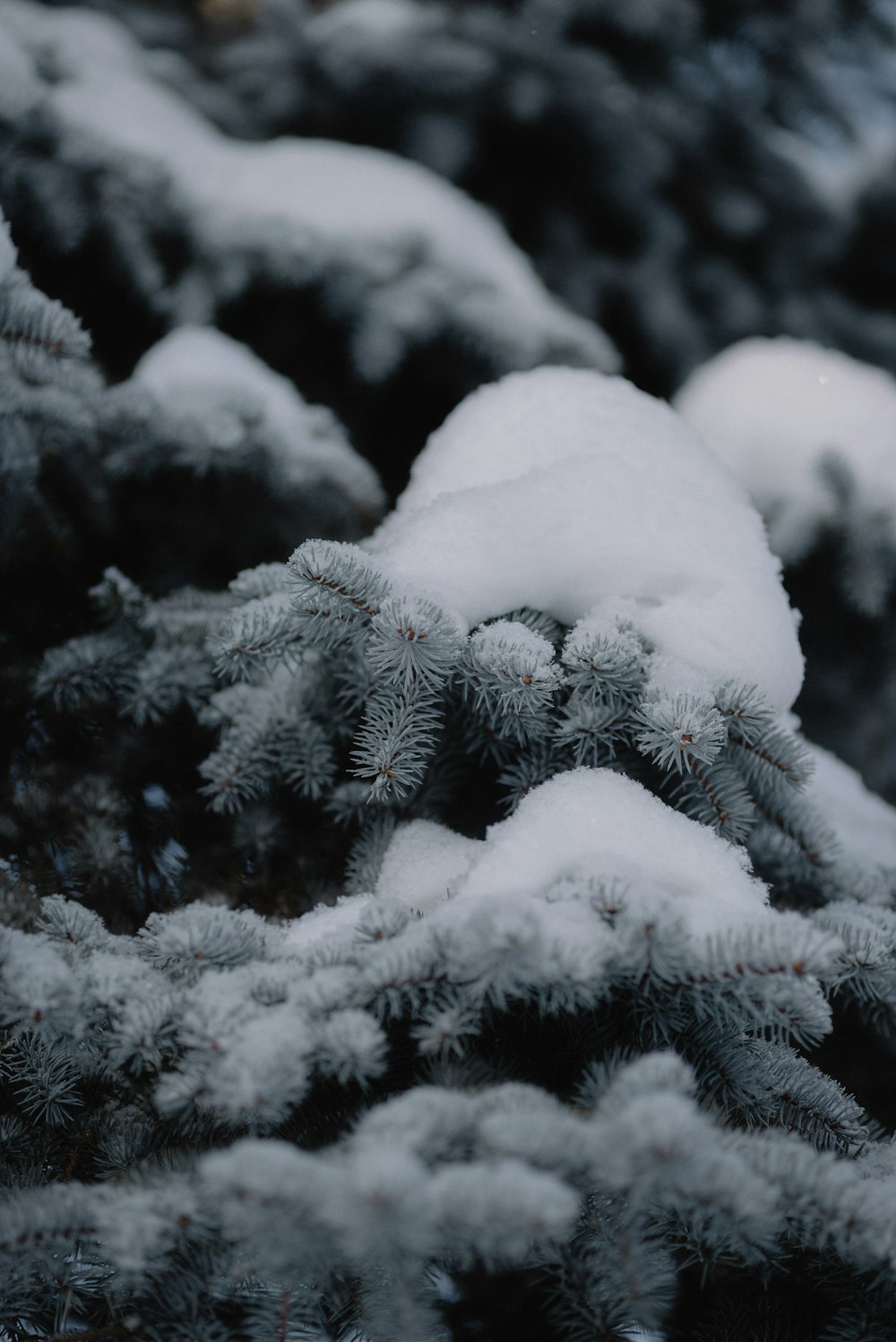 a close up of a pine tree covered in snow