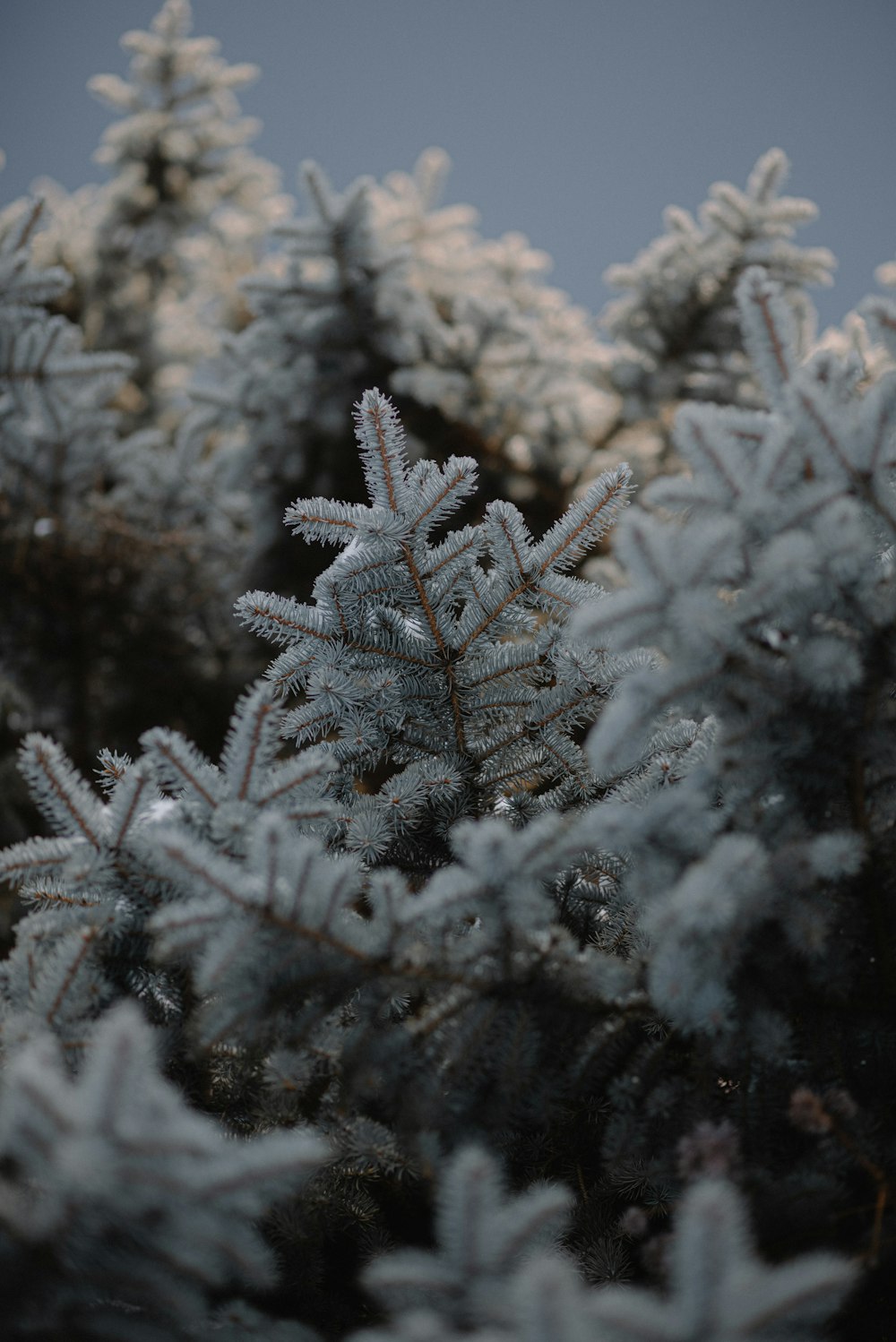 a close up of a pine tree with snow on it