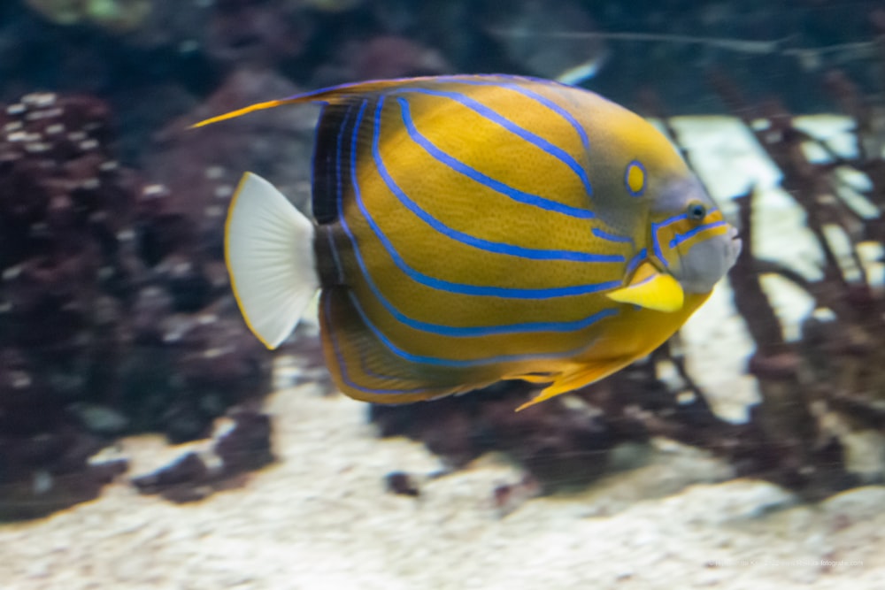 a blue and yellow fish swimming in an aquarium
