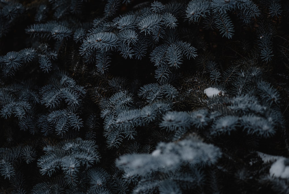 a close up of a pine tree with snow on it