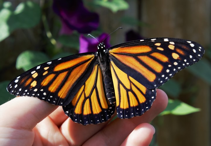 The Embroiderer and the Entomologist 